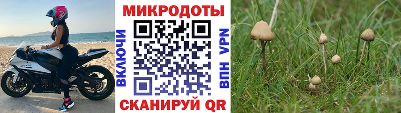 где продают наркотики  Североморск  Псилоцибиновые грибы прущие грибы 
